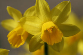 daffodil greeting card