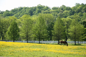 buttercups greeting card
