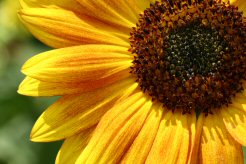 sunflower greeting card