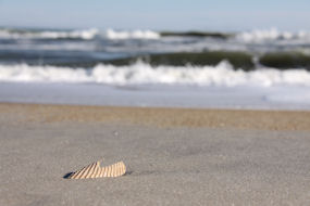 shell on beach greeting card