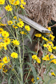 birdhouse