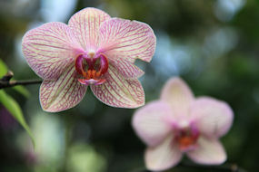 orchid greeting card
