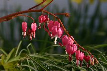 bleeding heart photo