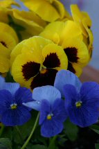 pansies photo