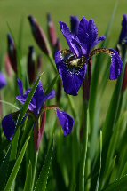 siberian iris photo