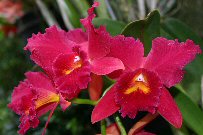 orchid photo