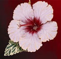 baldwin hibiscus flower