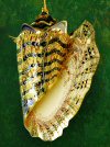 tropical shell christmas ornaments